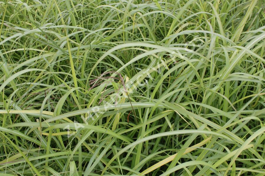 Ozdobnice čínská 'David' - Miscanthus sinensis 'David'