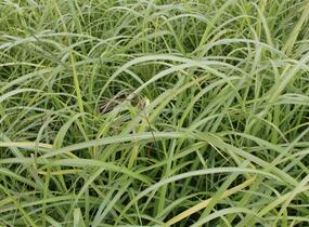 Ozdobnice čínská 'David' - Miscanthus sinensis 'David'