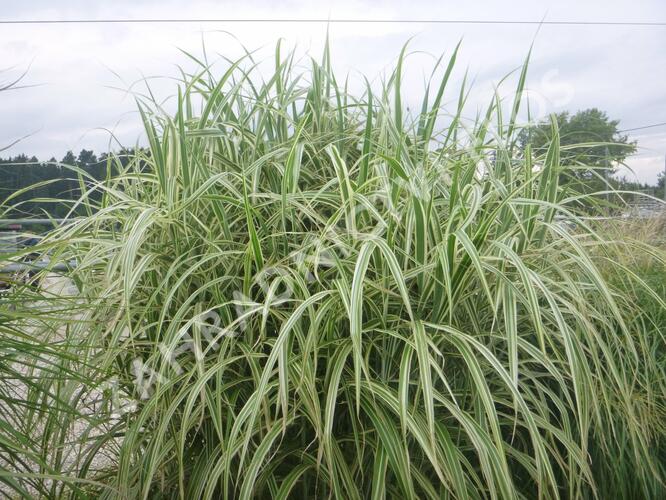 Ozdobnice čínská 'Cosmopolitan' - Miscanthus sinensis 'Cosmopolitan'
