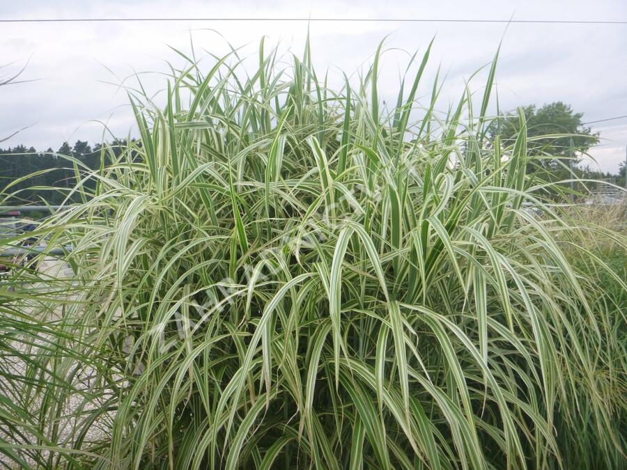 Ozdobnice čínská 'Cosmopolitan' - Miscanthus sinensis 'Cosmopolitan'