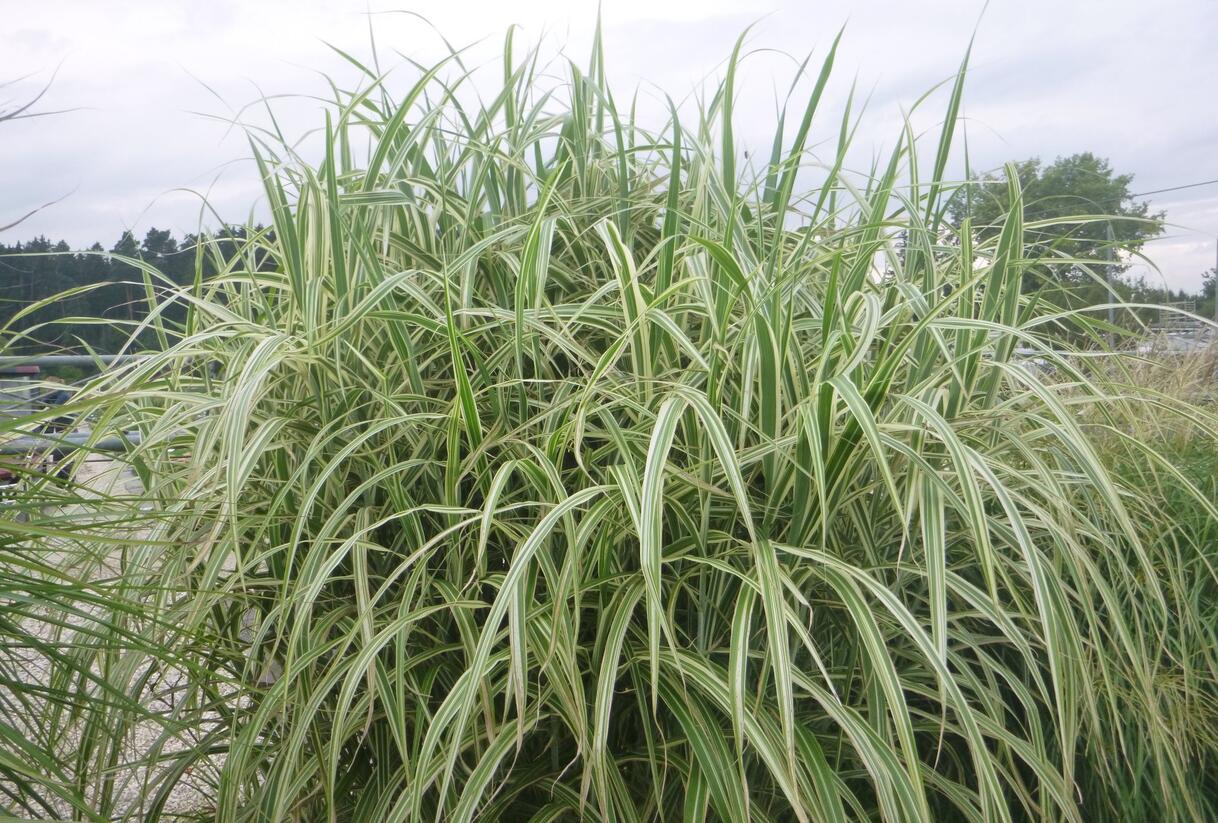 Ozdobnice čínská 'Cosmopolitan' - Miscanthus sinensis 'Cosmopolitan'