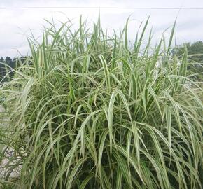 Ozdobnice čínská 'Cosmopolitan' - Miscanthus sinensis 'Cosmopolitan'