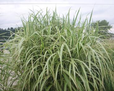 Ozdobnice čínská 'Cosmopolitan'