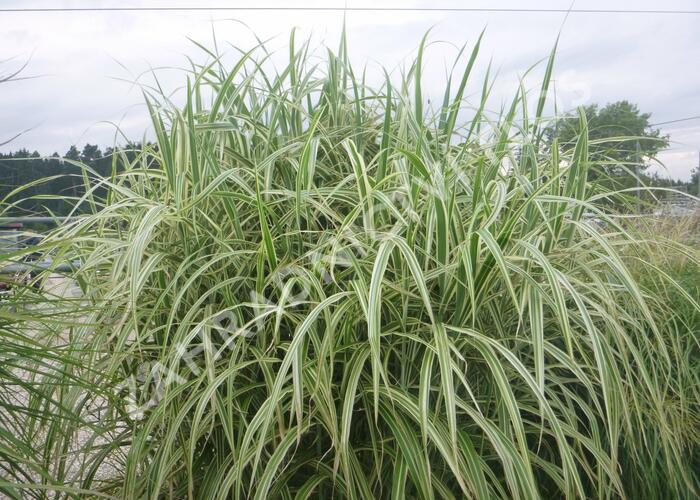 Ozdobnice čínská 'Cosmopolitan' - Miscanthus sinensis 'Cosmopolitan'