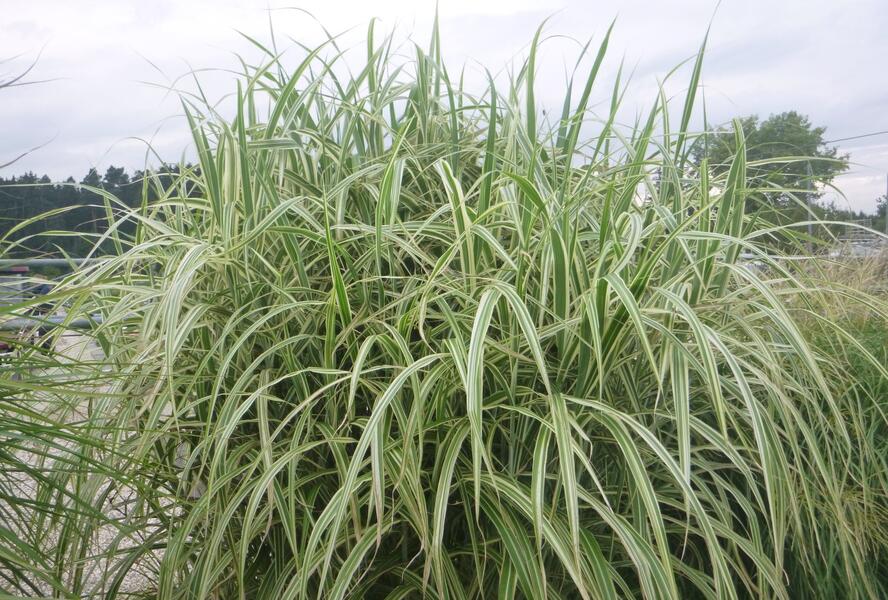 Ozdobnice čínská 'Cosmopolitan' - Miscanthus sinensis 'Cosmopolitan'