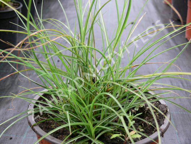 Ozdobnice čínská 'Gnom' - Miscanthus sinensis 'Gnom'