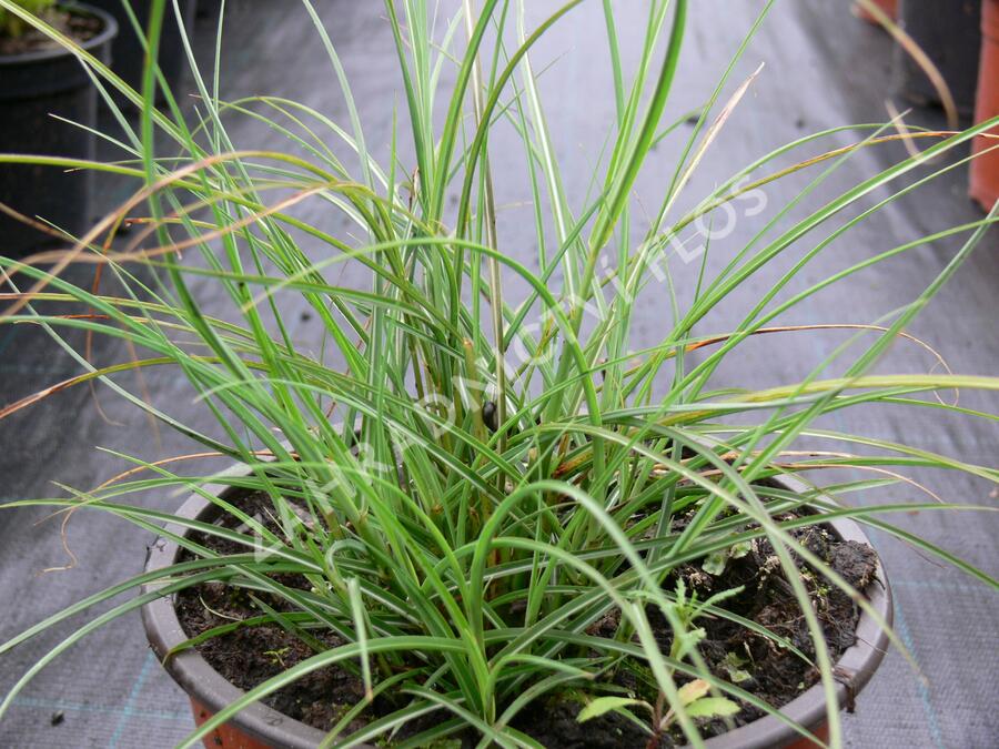 Ozdobnice čínská 'Gnom' - Miscanthus sinensis 'Gnom'