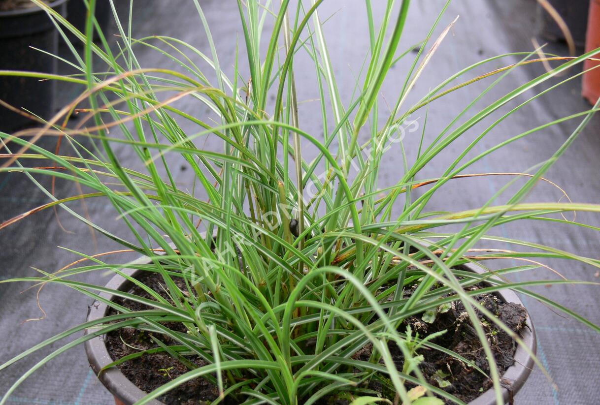 Ozdobnice čínská 'Gnom' - Miscanthus sinensis 'Gnom'