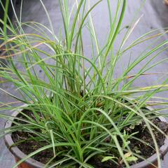 Ozdobnice čínská 'Gnom' - Miscanthus sinensis 'Gnom'