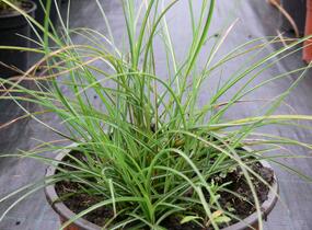 Ozdobnice čínská 'Gnom' - Miscanthus sinensis 'Gnom'