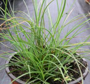 Ozdobnice čínská 'Gnom' - Miscanthus sinensis 'Gnom'