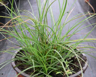 Ozdobnice čínská 'Gnom'