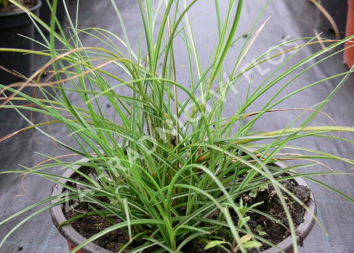 Ozdobnice čínská 'Gnom' - Miscanthus sinensis 'Gnom'