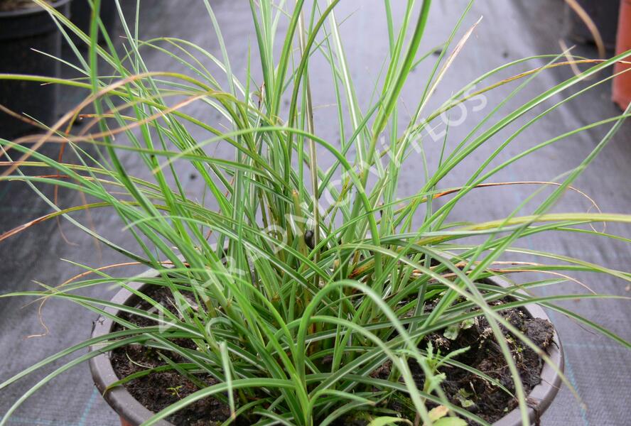 Ozdobnice čínská 'Gnom' - Miscanthus sinensis 'Gnom'