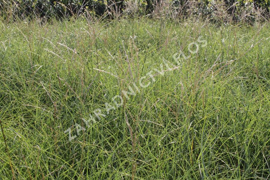 Ozdobnice čínská 'Gnom' - Miscanthus sinensis 'Gnom'