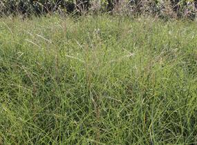 Ozdobnice čínská 'Gnom' - Miscanthus sinensis 'Gnom'