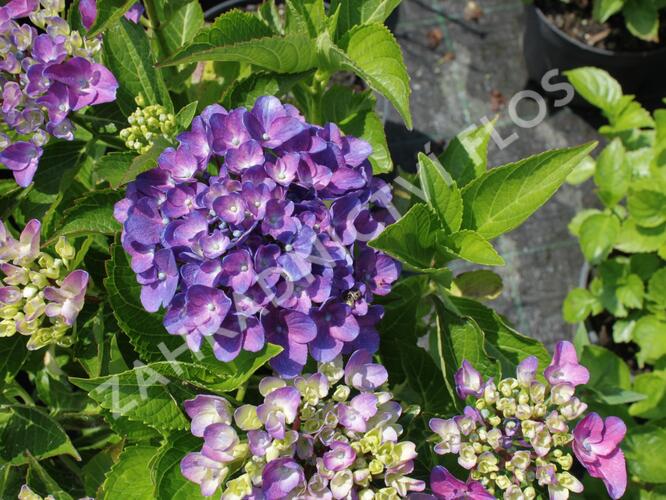 Hortenzie velkolistá 'Tevere' - Hydrangea macrophylla 'Tevere'