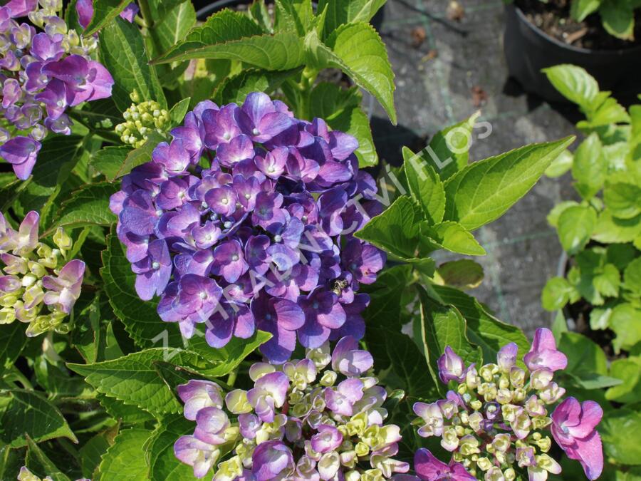 Hortenzie velkolistá 'Tevere' - Hydrangea macrophylla 'Tevere'