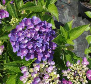 Hortenzie velkolistá 'Tevere' - Hydrangea macrophylla 'Tevere'