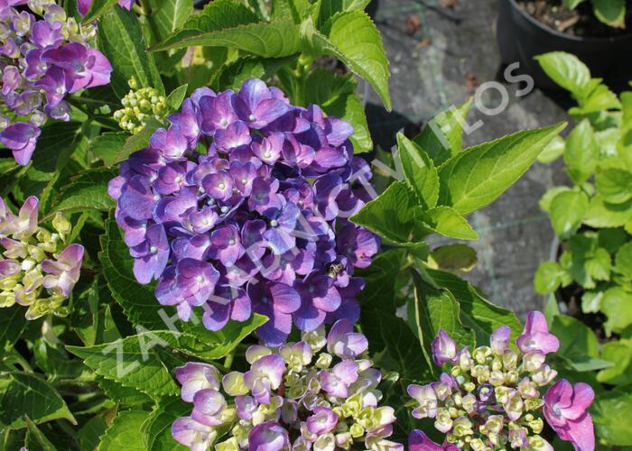 Hortenzie velkolistá 'Tevere' - Hydrangea macrophylla 'Tevere'