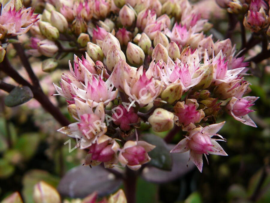 Rozchodník nachový 'Matrona' - Sedum telephium 'Matrona'