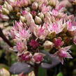 Rozchodník nachový 'Matrona' - Sedum telephium 'Matrona'