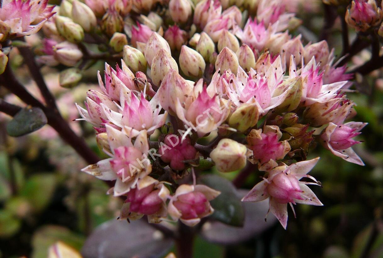 Rozchodník nachový 'Matrona' - Sedum telephium 'Matrona'