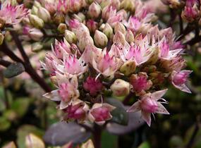 Rozchodník nachový 'Matrona' - Sedum telephium 'Matrona'