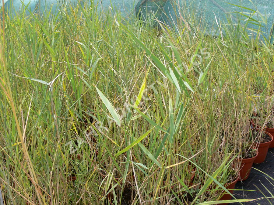 Rákos obecný - Phragmites australis