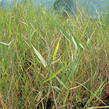 Rákos obecný - Phragmites australis