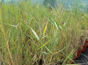 Rákos obecný - Phragmites australis