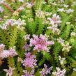 Rozchodník 'Sea Star' - Sedum pulchellum 'Sea Star'