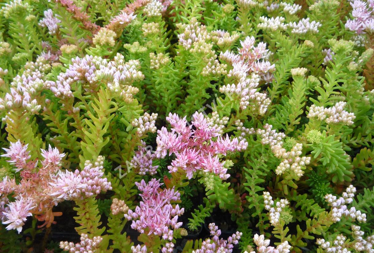 Rozchodník 'Sea Star' - Sedum pulchellum 'Sea Star'