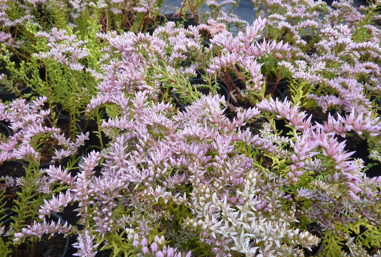 Rozchodník 'Sea Star' - Sedum pulchellum 'Sea Star'