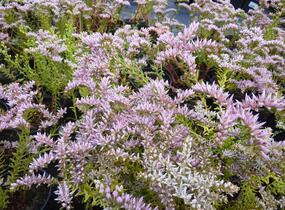 Rozchodník 'Sea Star' - Sedum pulchellum 'Sea Star'