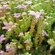 Rozchodník 'Sea Star' - Sedum pulchellum 'Sea Star'