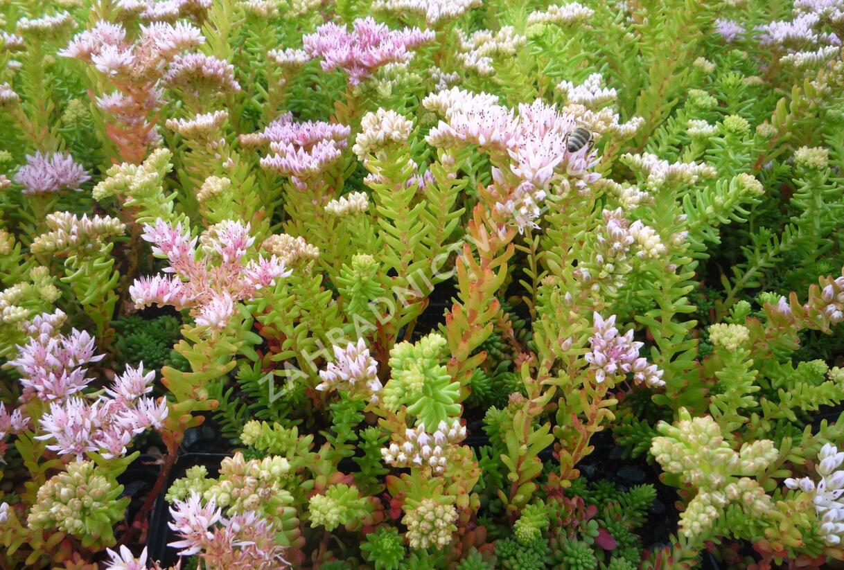 Rozchodník 'Sea Star' - Sedum pulchellum 'Sea Star'