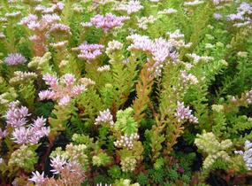 Rozchodník 'Sea Star' - Sedum pulchellum 'Sea Star'