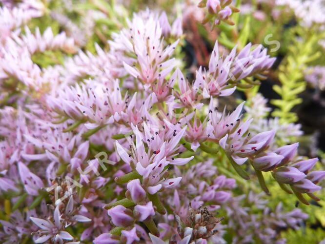 Rozchodník 'Sea Star' - Sedum pulchellum 'Sea Star'