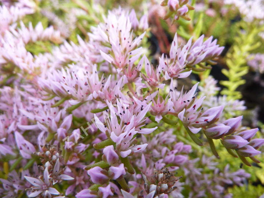 Rozchodník 'Sea Star' - Sedum pulchellum 'Sea Star'