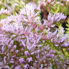 Rozchodník 'Sea Star' - Sedum pulchellum 'Sea Star'
