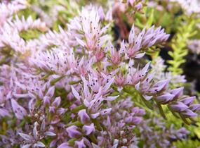 Rozchodník 'Sea Star' - Sedum pulchellum 'Sea Star'