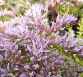 Rozchodník 'Sea Star' - Sedum pulchellum 'Sea Star'