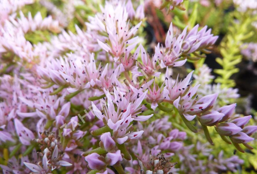Rozchodník 'Sea Star' - Sedum pulchellum 'Sea Star'