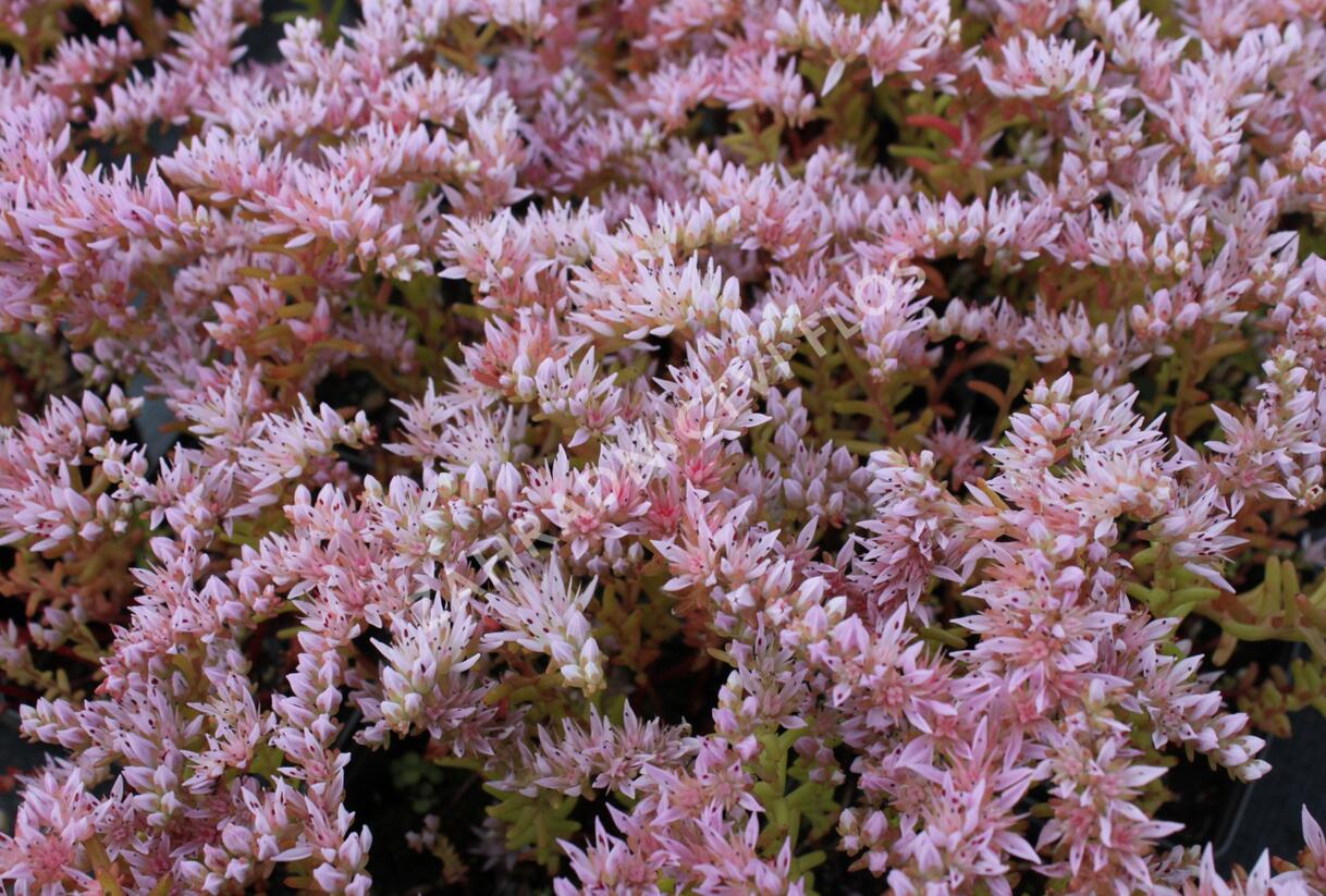 Rozchodník 'Sea Star' - Sedum pulchellum 'Sea Star'