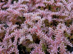Rozchodník 'Sea Star' - Sedum pulchellum 'Sea Star'