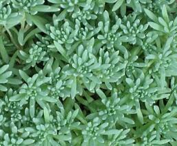 Rozchodník 'Silver Frost'