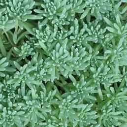 Rozchodník 'Silver Frost' - Sedum nevii 'Silver Frost'