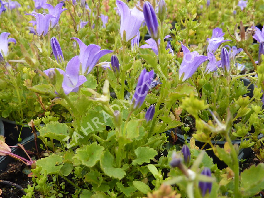 Zvonek dalmatský - Campanula portenschlagiana
