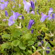 Zvonek dalmatský - Campanula portenschlagiana